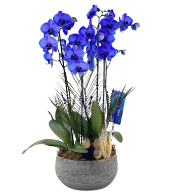 Blue Orchid Desing