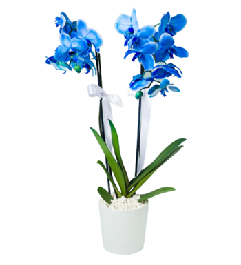 Blue Orchid (Mavi Orkide)